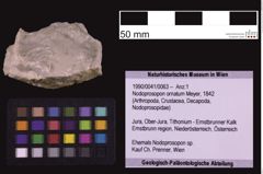 Foto (Objekt + Etiketten) von Nodoprosopon ornatum (Meyer, 1842) (NHMW-GEO-1990-0041-0063)
